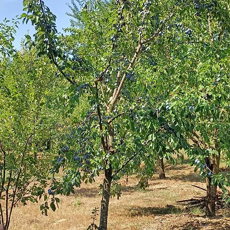 Cserepkalyhas Vendeghaz