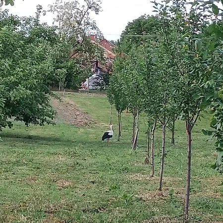 Cserepkalyhas Vendeghaz Lantställe Panyola